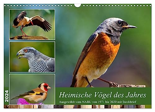 Heimische Vögel des Jahres (Wandkalender 2024 DIN A3 quer), CALVENDO Monatskalender