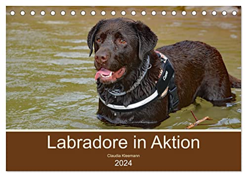 Labradore in Aktion (Tischkalender 2024 DIN A5 quer), CALVENDO Monatskalender von CALVENDO