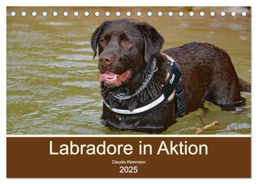 Labradore in Aktion (Tischkalender 2025 DIN A5 quer), CALVENDO Monatskalender