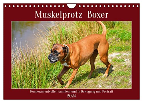 Muskelprotz Boxer (Wandkalender 2024 DIN A4 quer), CALVENDO Monatskalender