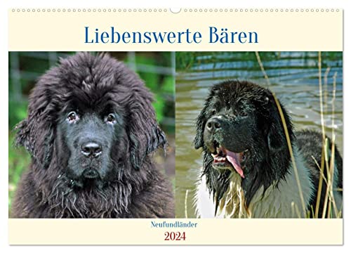 Neufundländer - Liebenswerte Bären (Wandkalender 2024 DIN A2 quer), CALVENDO Monatskalender