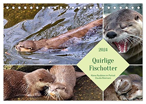 Quirlige Fischotter (Tischkalender 2024 DIN A5 quer), CALVENDO Monatskalender von CALVENDO