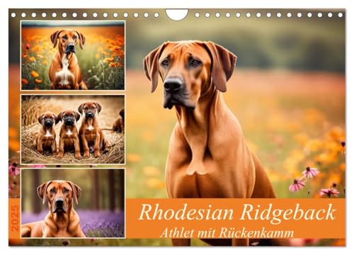 Rhodesian Ridgeback - Athlet mit Rückenkamm (Wandkalender 2025 DIN A4 quer), CALVENDO Monatskalender