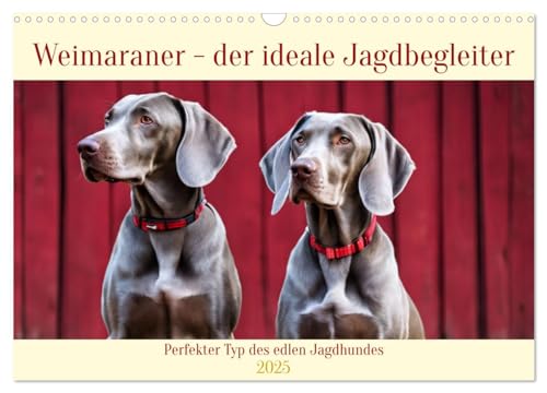 Weimaraner - der ideale Jagdbegleiter (Wandkalender 2025 DIN A3 quer), CALVENDO Monatskalender von CALVENDO