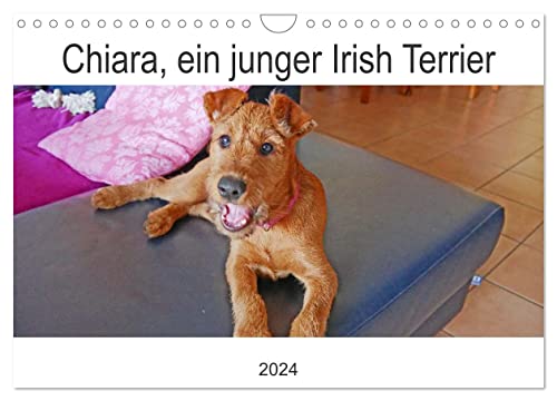 Chiara, ein junger Irish Terrier (Wandkalender 2024 DIN A4 quer), CALVENDO Monatskalender von CALVENDO
