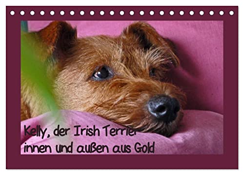 Kelly, der Irish Terrier - innen und außen aus Gold (Tischkalender 2024 DIN A5 quer), CALVENDO Monatskalender von CALVENDO