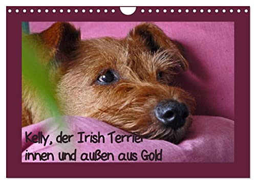 Kelly, der Irish Terrier - innen und außen aus Gold (Wandkalender 2024 DIN A4 quer), CALVENDO Monatskalender von CALVENDO