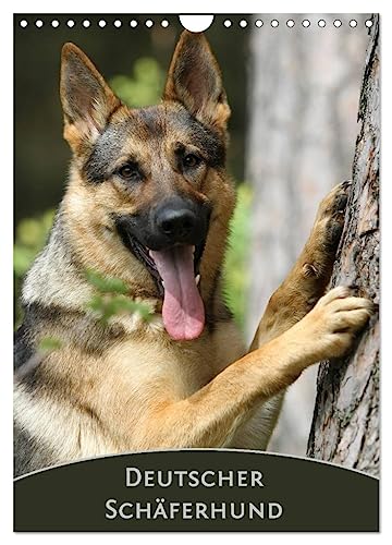 Deutscher Schäferhund (Wandkalender 2024 DIN A4 hoch), CALVENDO Monatskalender von CALVENDO