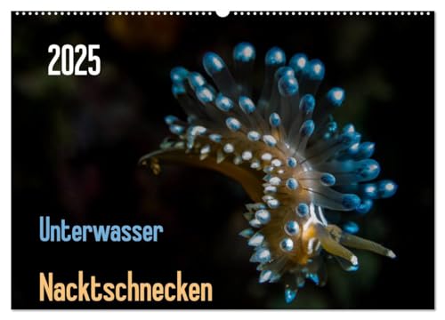Unterwasser - Nacktschnecken 2025 (Wandkalender 2025 DIN A2 quer), CALVENDO Monatskalender von CALVENDO