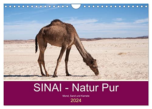 Sinai - Natur Pur (Wandkalender 2024 DIN A4 quer), CALVENDO Monatskalender von CALVENDO