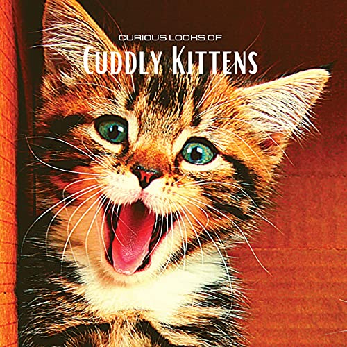 Curious looks of Cuddly Kittens: Colour photo album with beautiful kittens. Gift idea for lovers of small felines and nature. Photo book with close-up portraits of kittens discovering the world.