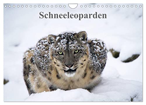 Schneeleoparden (Wandkalender 2024 DIN A4 quer), CALVENDO Monatskalender