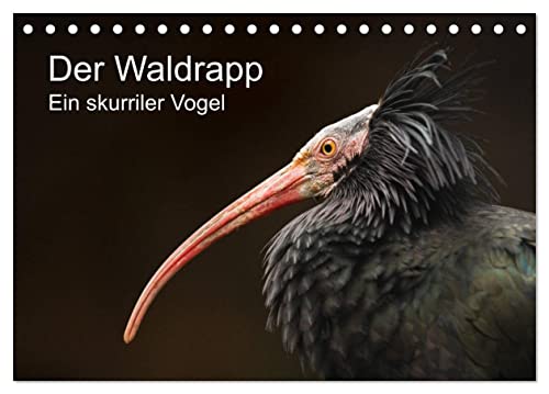 Der Waldrapp - Ein skurriler Vogel (Tischkalender 2024 DIN A5 quer), CALVENDO Monatskalender von CALVENDO