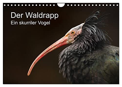 Der Waldrapp - Ein skurriler Vogel (Wandkalender 2024 DIN A4 quer), CALVENDO Monatskalender von CALVENDO