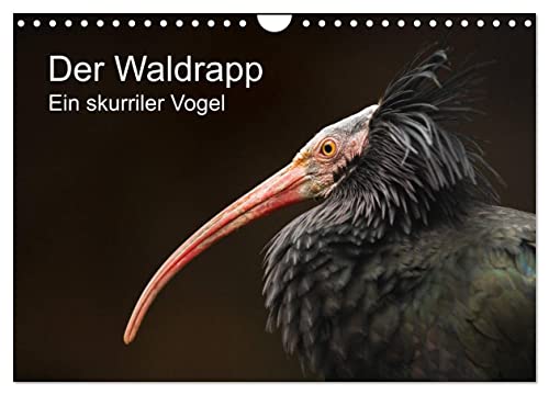 Der Waldrapp - Ein skurriler Vogel (Wandkalender 2024 DIN A4 quer), CALVENDO Monatskalender