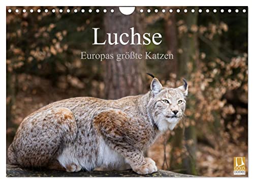 Luchse - Europas größte Katzen (Wandkalender 2024 DIN A4 quer), CALVENDO Monatskalender von CALVENDO