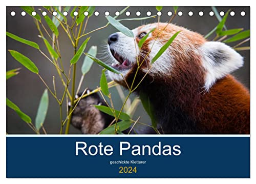 Rote Pandas - geschickte Kletterer (Tischkalender 2024 DIN A5 quer), CALVENDO Monatskalender von CALVENDO