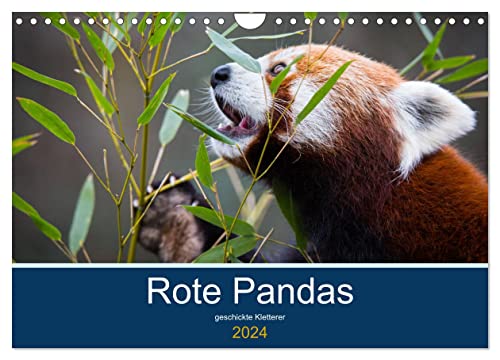 Rote Pandas - geschickte Kletterer (Wandkalender 2024 DIN A4 quer), CALVENDO Monatskalender von CALVENDO