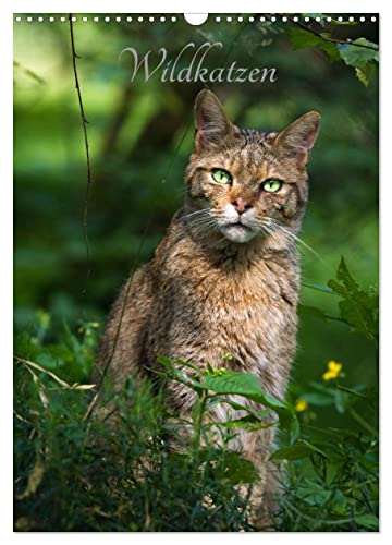 Wildkatzen - scheue Jäger (Wandkalender 2024 DIN A3 hoch), CALVENDO Monatskalender von CALVENDO