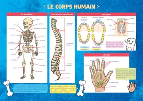 Les posters de l'école : Le Corps humain Les posters de l'école : Le Corps humain von RUE DES ECOLES