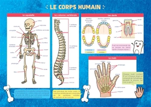 Les posters de l'école : Le Corps humain von RUE DES ECOLES