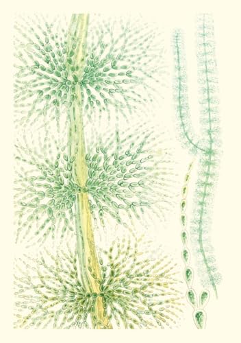 Carnet - Algues d’eau douce von RELIEFS