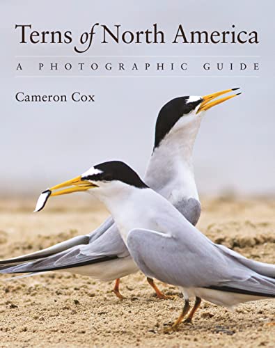 Terns of North America: A Photographic Guide Terns of North America: A Photographic Guide von Princeton University Press
