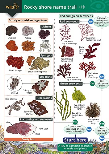 Rocky Shore Name Trail Chart von Field Studies Council