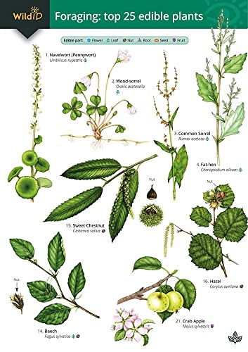 Guide to Foraging: Top 25 Edible Plants von Field Studies Council