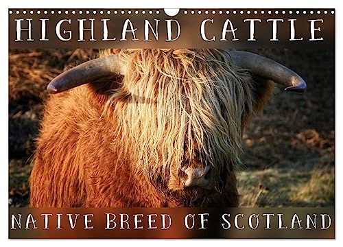 Highland Cattle - Native Breed of Scotland (Wandkalender 2025 DIN A3 quer), CALVENDO Monatskalender von CALVENDO