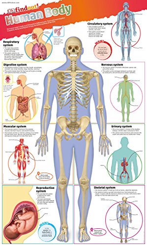 DKfindout! Human Body Poster DKfindout! Human Body Poster von DK