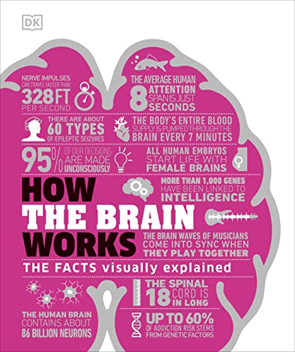 How the Brain Works: The Facts Visually Explained (DK How Stuff Works) von DK