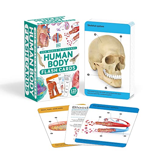Our World in Pictures Human Body Flash Cards (DK Our World in Pictures)