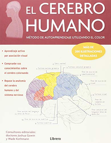 El cerebro humano