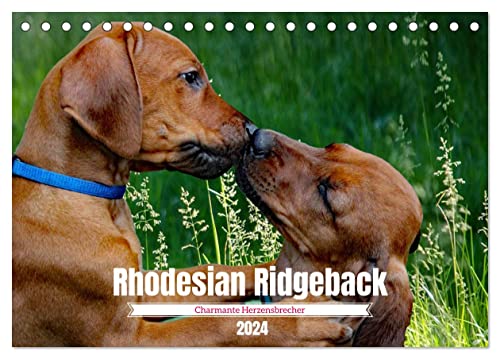 Rhodesian Ridgeback, Charmante Herzensbrecher (Tischkalender 2024 DIN A5 quer), CALVENDO Monatskalender