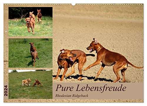 Rhodesian Ridgeback, Pure Lebensfreude (Wandkalender 2024 DIN A2 quer), CALVENDO Monatskalender
