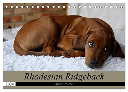 Rhodesian Ridgeback Augen-Blicke (Tischkalender 2024 DIN A5 quer), CALVENDO Monatskalender
