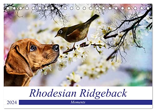 Rhodesian Ridgeback - Moments (Tischkalender 2024 DIN A5 quer), CALVENDO Monatskalender von CALVENDO