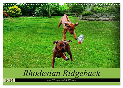 Rhodesian Ridgeback ein Clown auf 4 Pfoten (Wandkalender 2024 DIN A3 quer), CALVENDO Monatskalender von CALVENDO