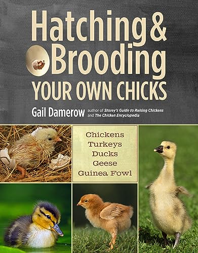 Hatching & Brooding Your Own Chicks: Chickens, Turkeys, Ducks, Geese, Guinea Fowl von Workman Publishing