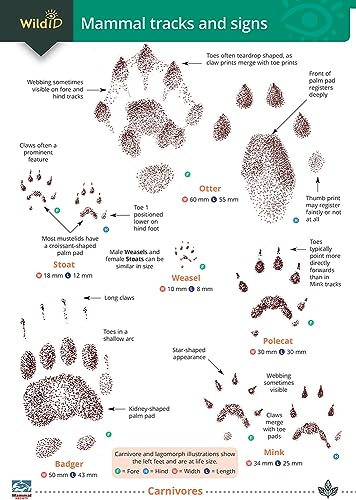 Mammal tracks and signs von Field Studies Council