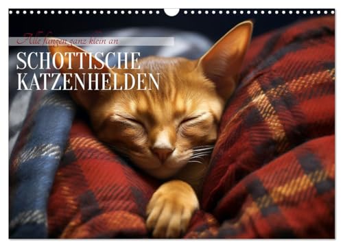 Schottische Katzenhelden (Wandkalender 2024 DIN A3 quer), CALVENDO Monatskalender von CALVENDO