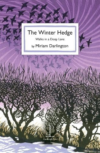 The Winter Hedge: Walks in a Deep Lane von Candlestick Press