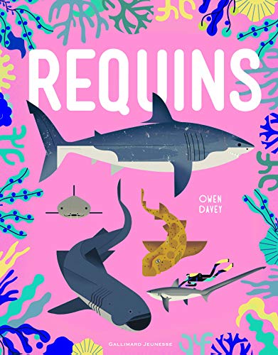 Requins Requins von Gallimard Jeunesse