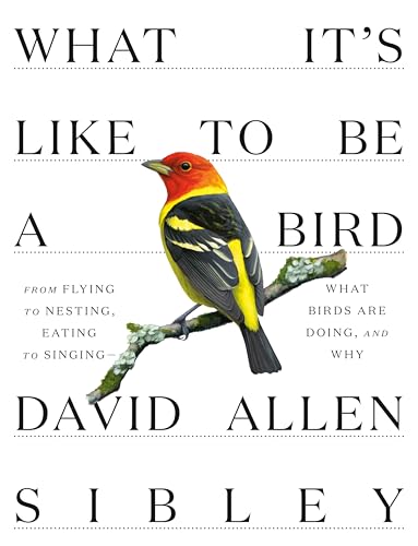 What It's Like to Be a Bird: From Flying to Nesting, Eating to Singing--What Birds Are Doing, and Why (Sibley Guides) von Knopf