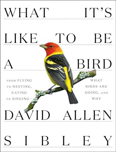 What It's Like to Be a Bird: From Flying to Nesting, Eating to Singing--What Birds Are Doing, and Why (Sibley Guides) von Knopf