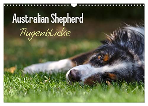 Australian Shepherd - Augenblicke (Wandkalender 2024 DIN A3 quer), CALVENDO Monatskalender