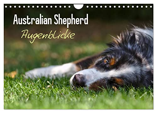 Australian Shepherd - Augenblicke (Wandkalender 2024 DIN A4 quer), CALVENDO Monatskalender von CALVENDO
