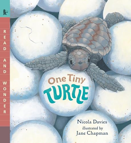 One Tiny Turtle: Read and Wonder von Candlewick Press