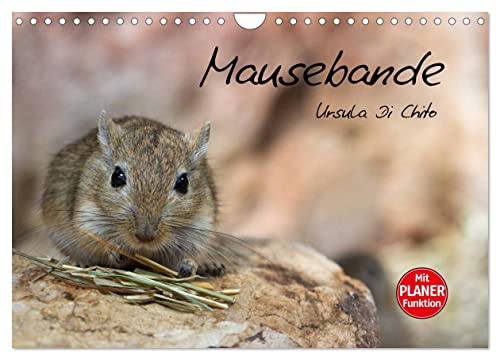 Mausebande (Wandkalender 2025 DIN A4 quer), CALVENDO Monatskalender von CALVENDO